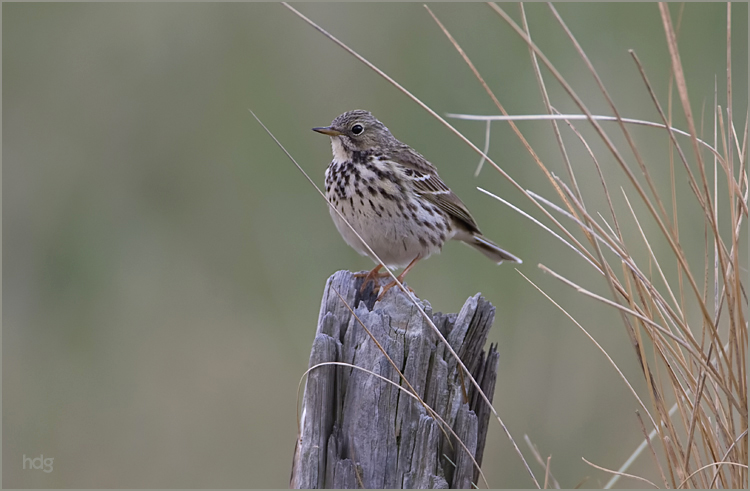 de graspieper  1.jpg